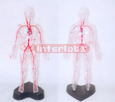 35CM TALL, TRANSPARENT AND DISSECTABLE HUMAN BODY WITH MAIN ARTERIES OF HEAD AND TRUNK